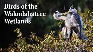 Birds of the Wakodahatchee Wetlands [upl. by Hermia90]