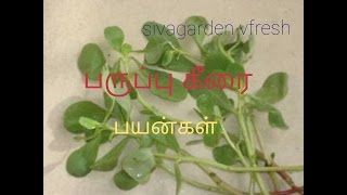 Paruppu Keerai Benefits [upl. by Roee102]