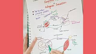 Reciprocal Inhibition Vs Autogenic Inhibition [upl. by Kushner]