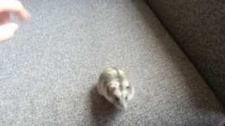 Smart Hamster REAL Tricks  Hoop and Spin [upl. by O'Connell]