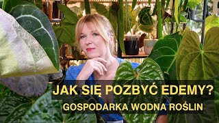 Jak się pozbyć edemy Gospodarka wodna roślintranspiracja gutacja oedema roślinydomowe anthurium [upl. by Namijneb126]