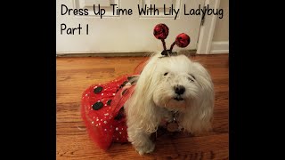 Dress Up Time With Lily Ladybug Part 1 [upl. by Nemhauser539]