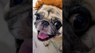 Funny Dog Video  dogy dogy dogy song  Bandar baba lifeokwithraj [upl. by Anytsirhc]