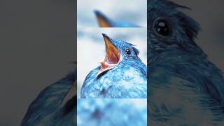 the sound of these birds 💀🐦 viralshort memes skull viralvideo foryou viralshorts [upl. by Anitaf]