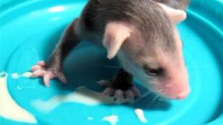 Baby Possums eating and drinking [upl. by Anoirb9]