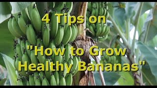 4 Tips on quotHow to Grow Healthy Organic Bananasquot with Brendon McKeon [upl. by Jermyn452]