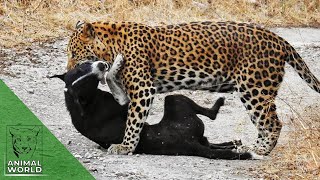 Leopard vs dog  7 brutal leopard attacks on dogs caught on camera  Animal World [upl. by Rodd]