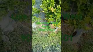 Red syzygium plant Live nursery West Bengal [upl. by Llechtim395]