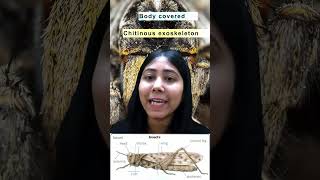 Phylum Arthropoda  General Characteristics amp Examples  Hindi  Class11  Biology  Adhyayanta [upl. by Nemzaj]