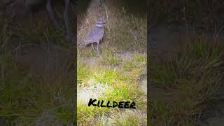 Baby Killdeer calling for momma wildlife killdeer shiningstatus [upl. by Bang490]