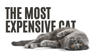 Top 15 Purrfectly Priced Felines The Most Expensive Cat Breeds You Can Buy [upl. by Moriyama885]