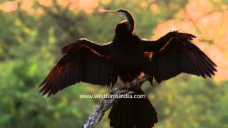 Darter or Snake Bird dries its wings after a fish hunt [upl. by Aicrag]