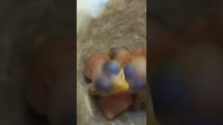 Grassland Explorers Zitting Cisticola Babies in Action ytshortsvideo trendingvideo [upl. by Aerdnaxela]