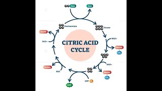 ATP Producing steps in Citric Acid Cycle Krebs Cycle [upl. by Assetal]