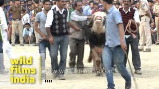 Bull fighting during Sair fair at Arki Himachal Pradesh [upl. by Fauver336]