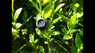 Identifying Bilberries Blaeberry Whortleberry Whinberry Windberry Vaccinium myrtillus [upl. by Coffeng218]