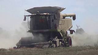 Longford Pyrethrum Harvest Part 1 [upl. by Anirb]