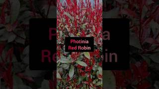 Plant Profile Photinia Red Robin [upl. by Buerger]