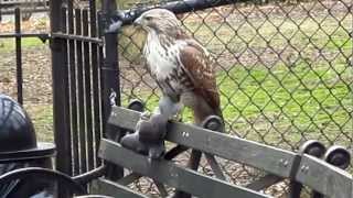 Hawk with pigeon in Tompkins Square Park [upl. by Roselani]