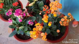 Care and Propagation of Kalanchoe plant [upl. by Perlis734]