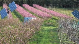 Organic notill agroecolgypermaculture farm suppresses insect and disease pests [upl. by Negyam]