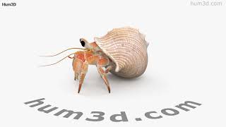 Hermit Crab 3D model by 3DModelsorg [upl. by Humbert]