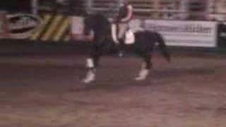 Warmblood Stallion Extended Trot ridden by Steffen Peters [upl. by Nylevol]