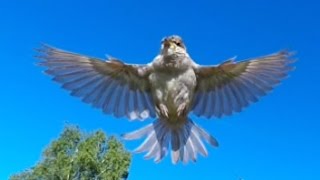 Le vol du moineau en détail [upl. by Kutzenco]