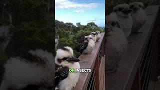 Kookaburra – The Laughter of the Forestkookaburra australianwildlife nature birdwatching [upl. by Dulce]