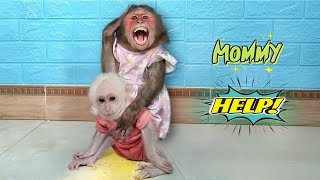 So funny and cute🤣 Baby monkey Su takes MiMi as his adoptive mother compilation video [upl. by Doi837]