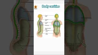 Different types of Body cavities  Thorax  Abdomen  cranial cavity [upl. by Eunice544]