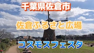 約50万本のコスモスが咲き誇ります [upl. by Riatsila]