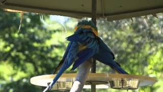 Ethogram Video  Blue and Gold Macaw [upl. by Ayrotal116]