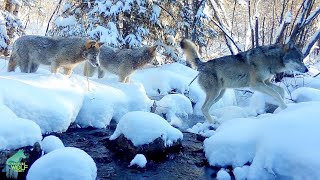 Wolf pack crossing snowy creek after late March snowstorm [upl. by Atneciv]