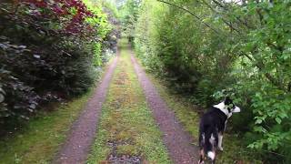 This is What 13 Years of Permaculture in Ireland Looks Like [upl. by Hermione105]