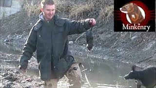 You wont believe it Muskrat Hunting with Brocc the Mink [upl. by Aicatsan]