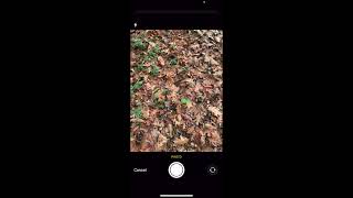 WildTrackPro  Recording culls in the mobile app [upl. by Justino178]