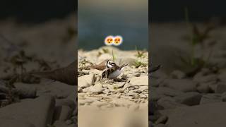 Bird Mating call  Love Birds before Mating video birds shorts short lovelybirds [upl. by Rusty561]