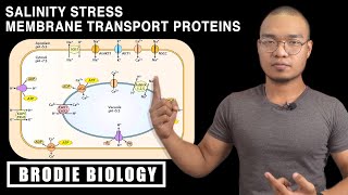 PLANT STRESS PHYSIOLOGY  SALT STRESS MEMBRANE TRANSPORT PROTEINS [upl. by Colwen]