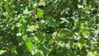 Alpine Currant Ribes alpinum aka Mountain Currant hedge in Sherwood Park AB Sept 20  TreeTimeca [upl. by Nnauol]