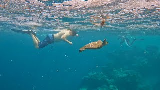 Part 17 MSC Magnifica World Cruise Raratonga amp Aitutaki Cook Islands [upl. by Thevenot]