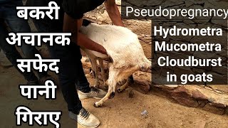 बकरी की सफेद पानी गिराने की बीमारी pseudopregnancy hydrometra mucometra cloudburstin goats [upl. by Behre]