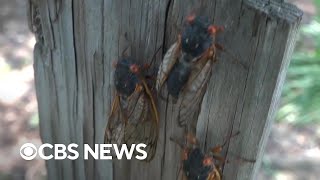 Trillions of cicadas emerge across US [upl. by Grimaldi]