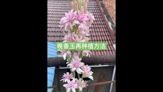 爱生活爱养花 种植小技巧 晚香玉 [upl. by Prasad]