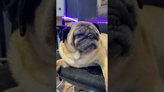 Don’t tell a soul 🤫❤️ cute pug dog [upl. by Atsejam]