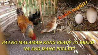 PAANO MALAMAN NA READY TO BREED NA ANG ISANG PULLETNATIVE CHICKENSBUHAY PROBINSYA [upl. by Dani487]