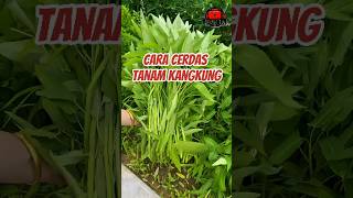 Cara Cerdas Tanam Kangkung [upl. by Moureaux]