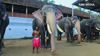 കേരളത്തിലെ ആനകൾ  Kerala Elephants Tripunithura Vrischikolsavam [upl. by Namus636]