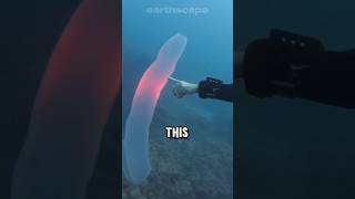 What exactly are pyrosomes [upl. by Ydnyc165]