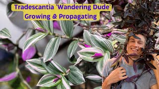 Tradescantia Indoors  Inch Plant  Complete Growing Guide amp Propagation [upl. by Maury]